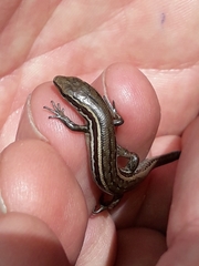 Oligosoma