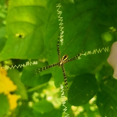 Argiope appensa