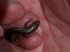 Oligosoma