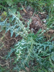 Galactites tomentosus