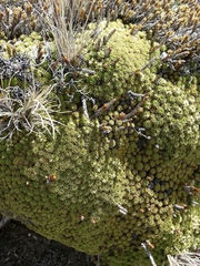 Hectorella caespitosa