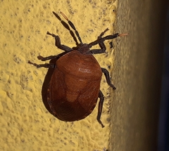 Coridius