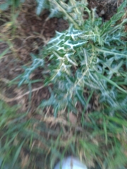 Galactites tomentosus