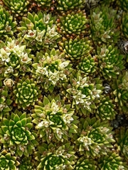 Hectorella caespitosa