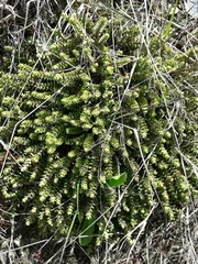 Veronica buchananii