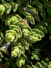 Veronica buchananii