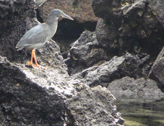 Butorides striata sundevalli