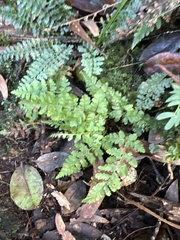 Dryopteris glabra pusilla