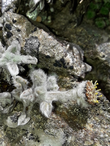 Leptinella albida, photograph 6