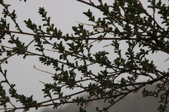 Psoralea arborescens