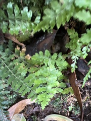 Dryopteris glabra pusilla