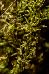 Hygrohypnum luridum