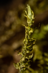Hygrohypnum luridum