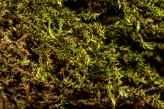 Hygrohypnum luridum