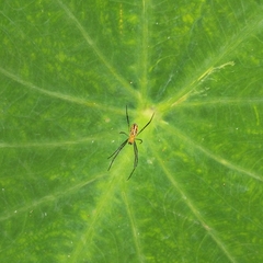 Leucauge celebesiana