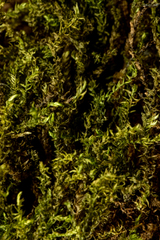 Hygrohypnum luridum
