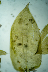Hygrohypnum luridum