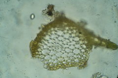Hygrohypnum luridum