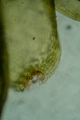 Hygrohypnum luridum