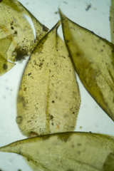 Hygrohypnum luridum