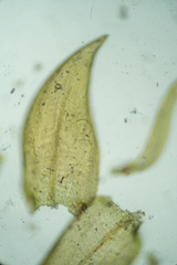 Hygrohypnum luridum