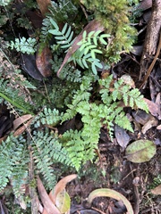 Dryopteris glabra pusilla