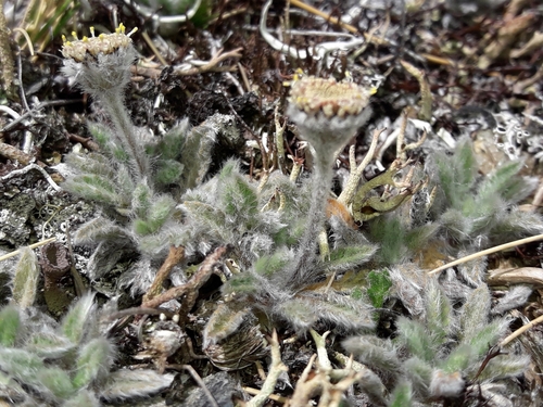 Leptinella albida, photograph 5
