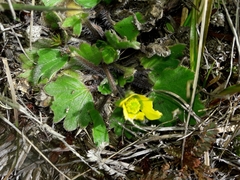 Ranunculus royi