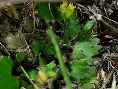 Ranunculus royi