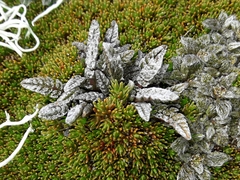 Anisotome lanuginosa