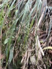Poa sandvicensis