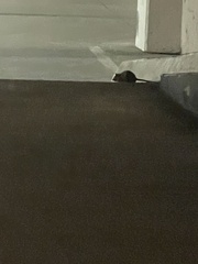Rattus norvegicus