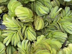 Salvinia molesta