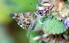 Muschampia baeticus