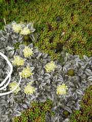 Anisotome imbricata imbricata