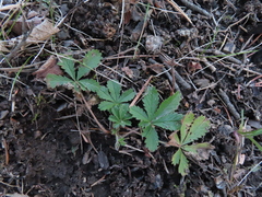 Potentilla recta