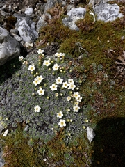 Myosotis pulvinaris