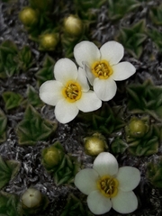 Myosotis pulvinaris