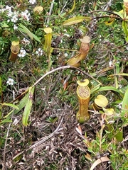 Nepenthes