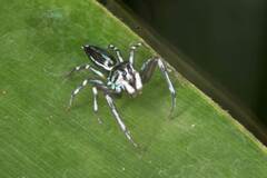 Cosmophasis micarioides