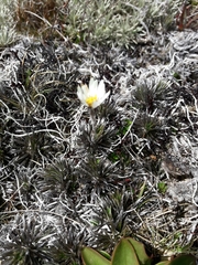 Celmisia laricifolia