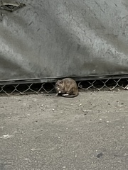 Rattus norvegicus
