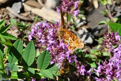 Boloria euphrosyne