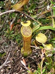 Nepenthes
