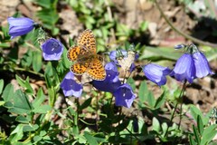 Boloria euphrosyne