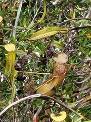 Nepenthes