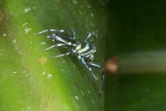 Cosmophasis micarioides