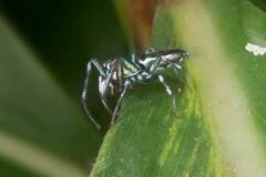 Cosmophasis micarioides