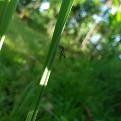 Telostylinus lineolatus
