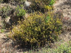 Crassula subaphylla